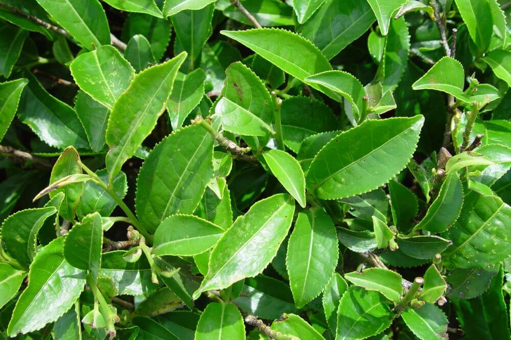 Trà túi lọc - trà tươi - trà khô, loại nào tốt hơn ? 2 tra-1