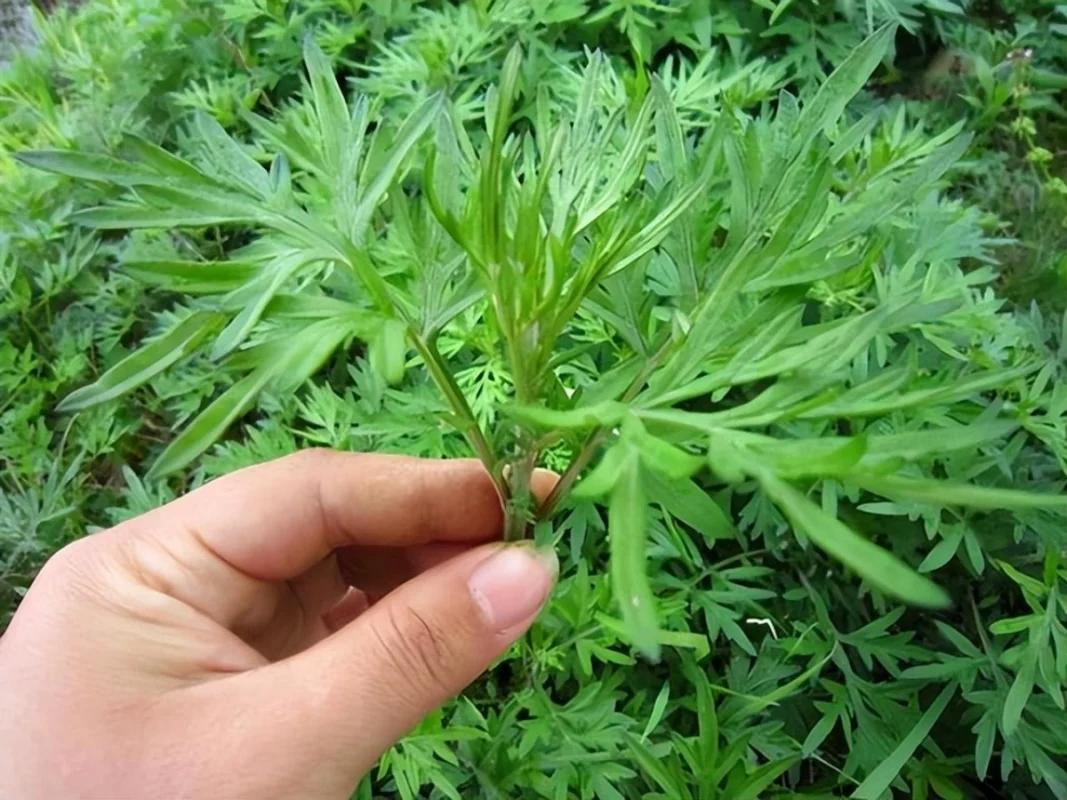 Nước ngải cứu - Công dụng tuyệt vời khi sử dụng 3 Lá cây ngải cứu