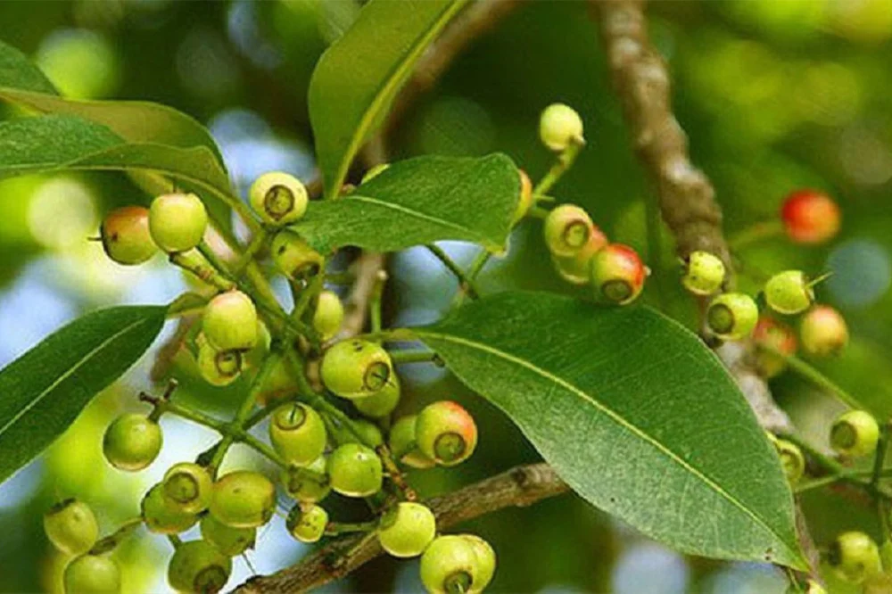 Bà bầu uống nước vối có tốt cho sức khỏe không ? 2 ba-bau-uong-nuoc-voi-co-tot