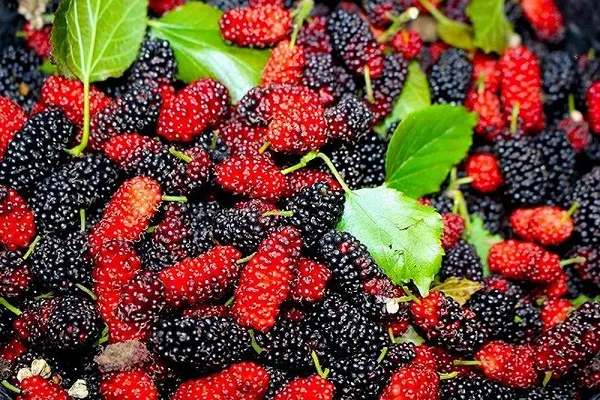 Bí quyết làm nước ép dâu tằm thơm ngon, bổ dưỡng 2 dau tam